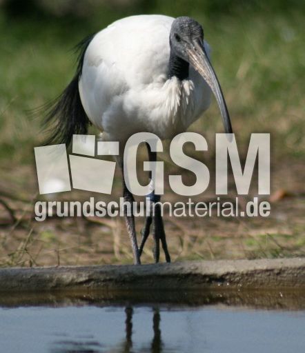 Ibis-5.jpg